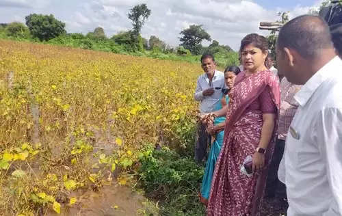 पंचनामे, सर्वेचा फार्स कशाला? तात्काळ मदत द्या; आमदार सौ. श्वेताताई महाले पाटील यांची मागणी, शेतकऱ्यांच्‍या भावनांना प्रशासनापुढे मांडले