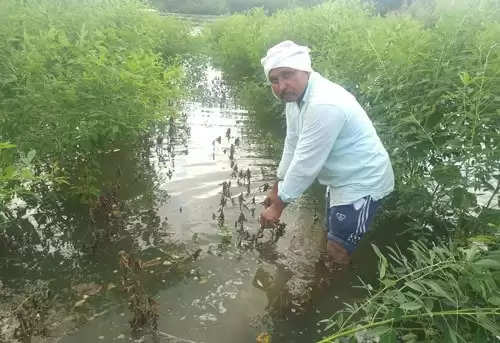 “गुलाब’चे काटे शेतकऱ्यांना ठरले जाचक! 90 हजार हेक्टरवरील सोयाबीनची नासाडी; सव्वा लाख हेक्टरवरील खरीप पिकांची नासाडी!! पंचनाम्यानंतर आकडे वाढण्याची शक्यता