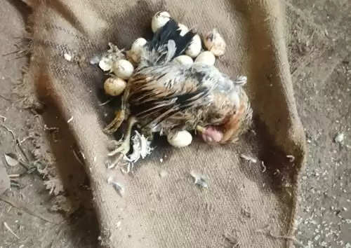 टिनशेडमध्ये शिरून कोब्राने एकेक करत गिळली कोंबडीची १५ पिल्लं!; विरोध करणाऱ्या ४ कोंबड्यांना दंश, त्‍याही मृत्‍यूमुखी!, अमडापूर शिवारातील घटना