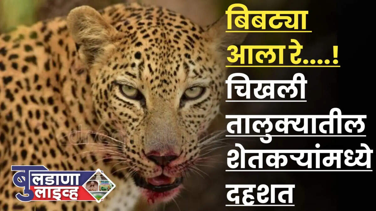 बिबट्या 