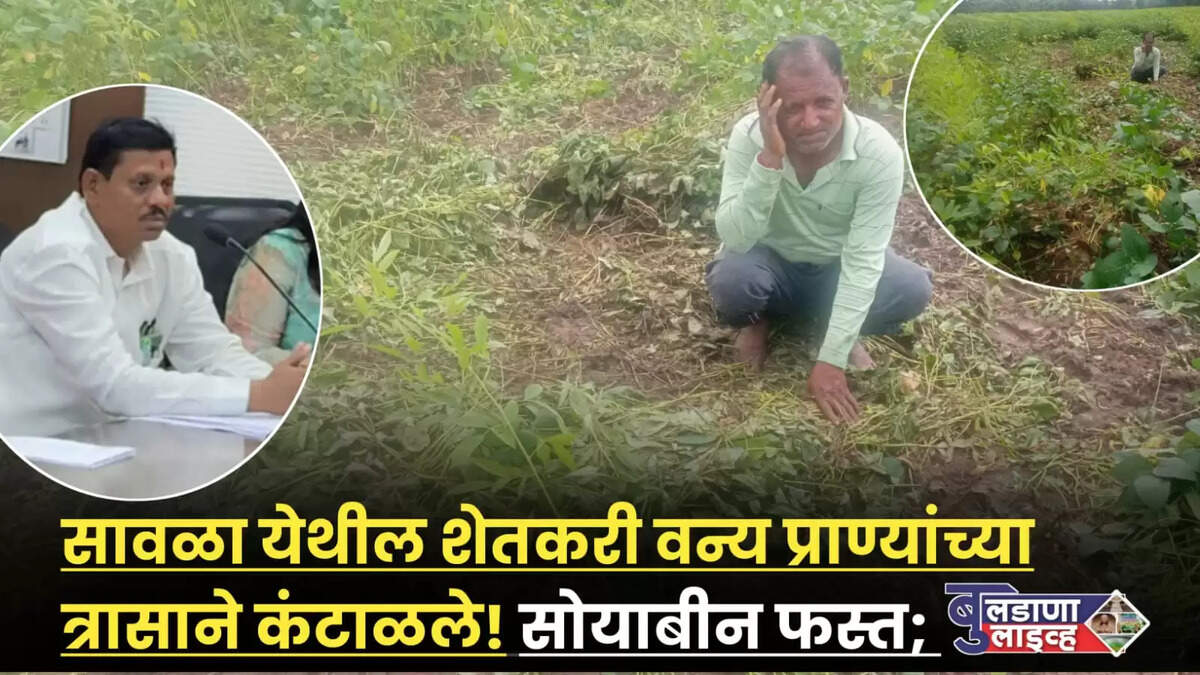 बुलडाणा