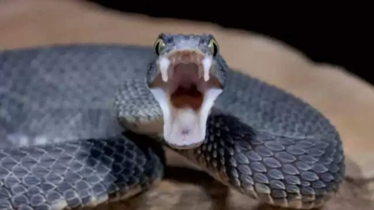 snake