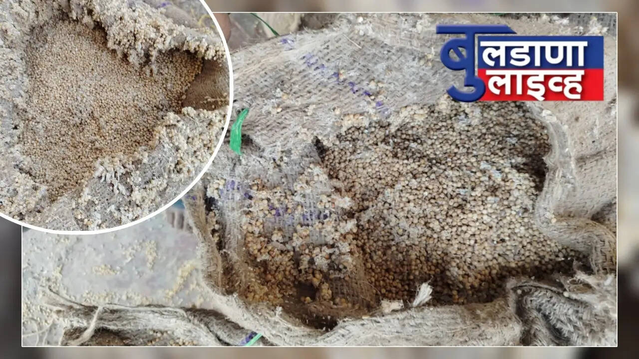 बुलडाणा