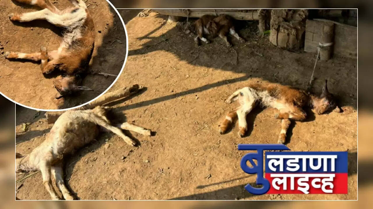 बुलडाणा