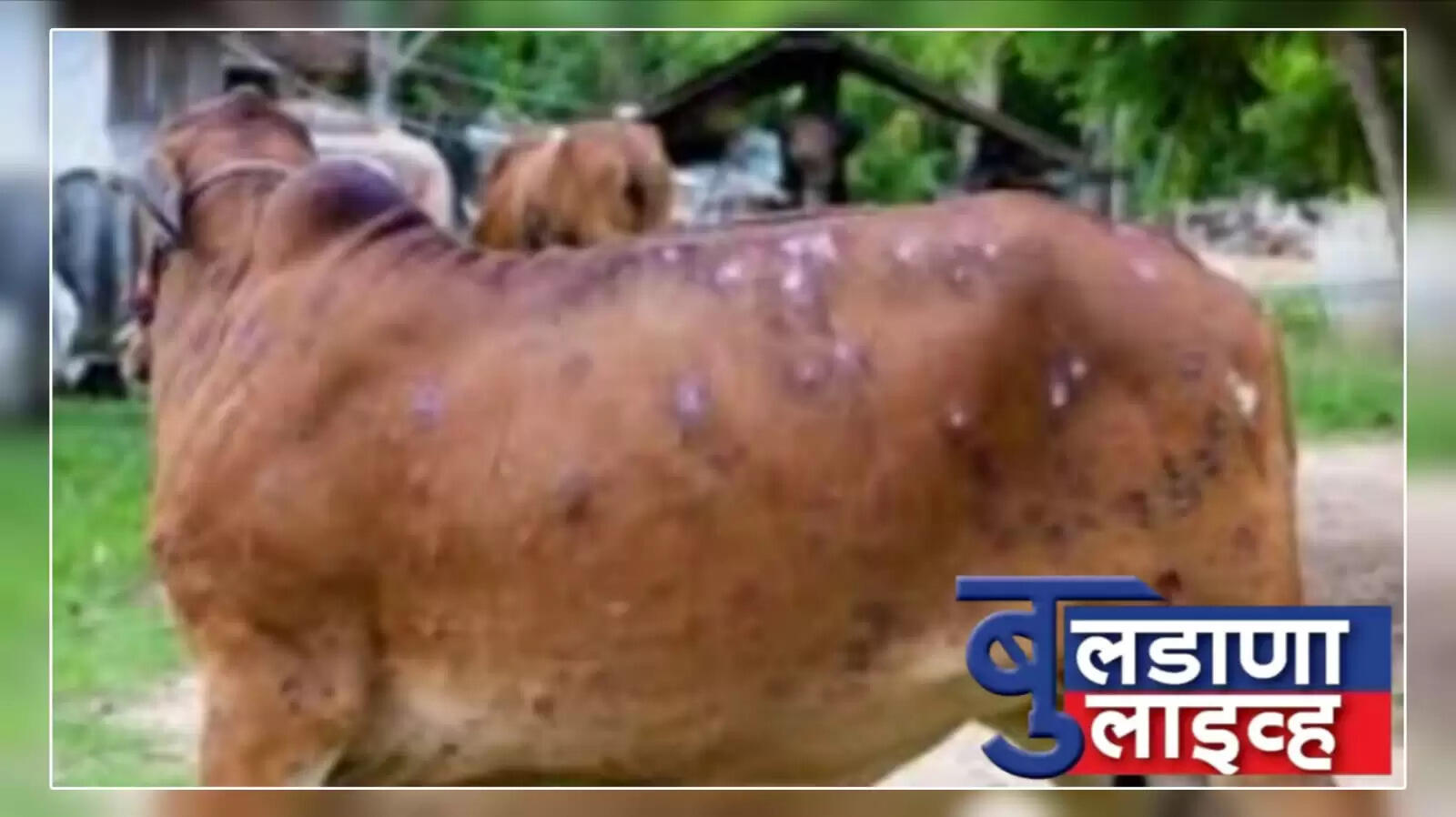 मलकापूर 