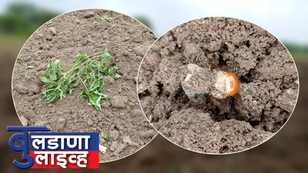 बुलढाणा 