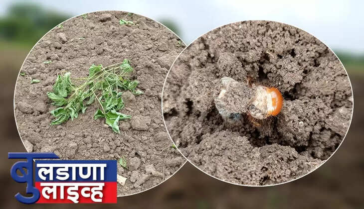 बुलढाणा 