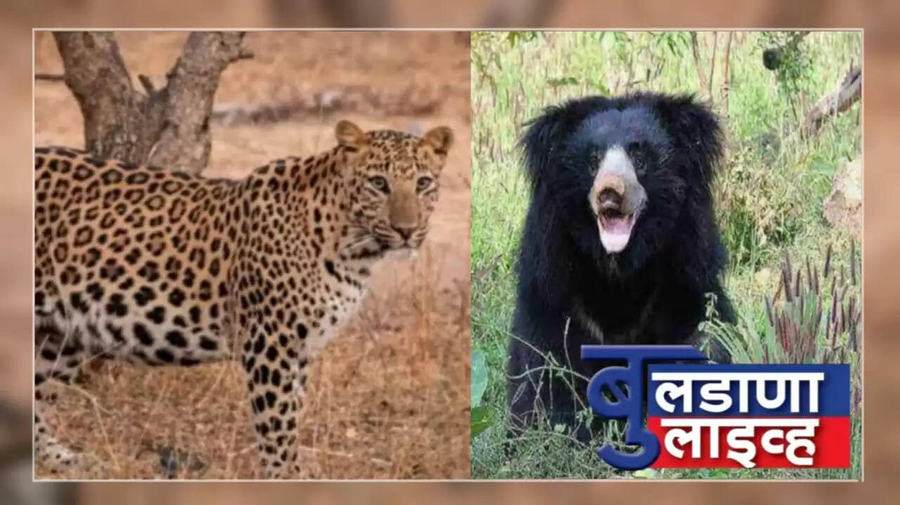 बुलडाणा 