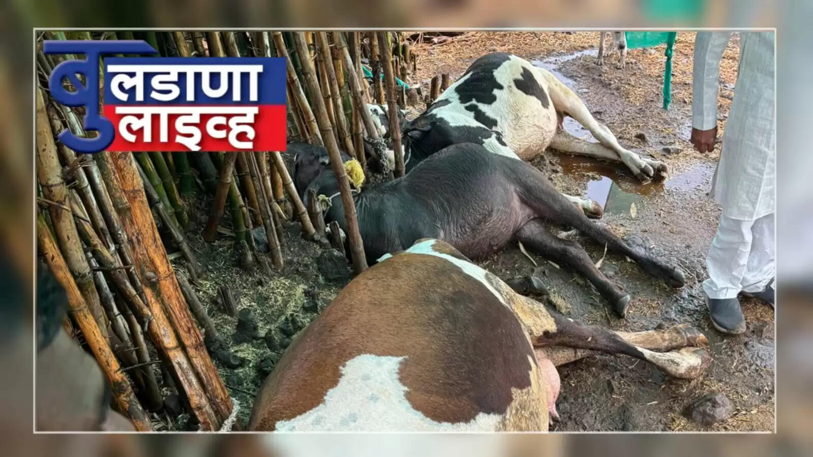 कोलवड जनावरे ठार 