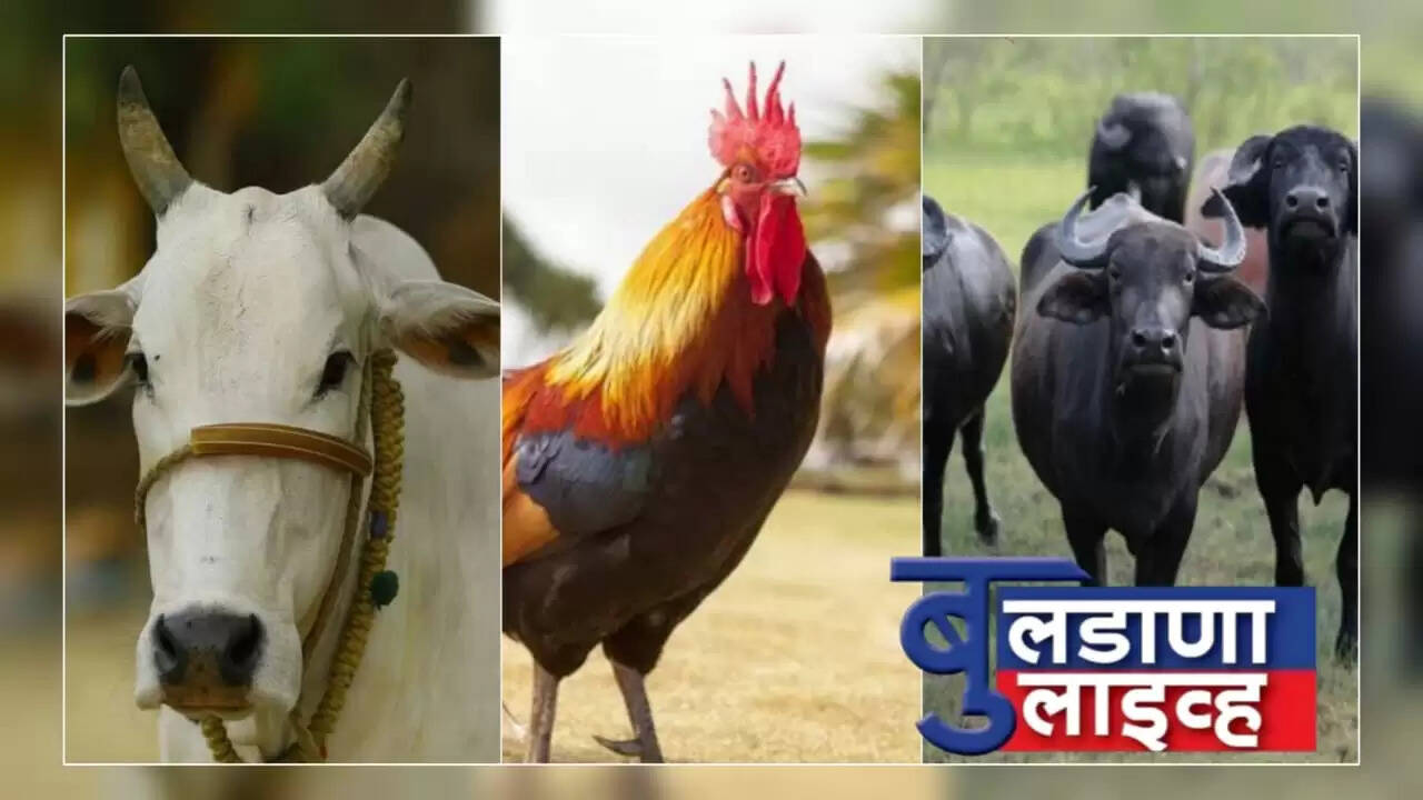 कोंबडी बेल म्हसी 