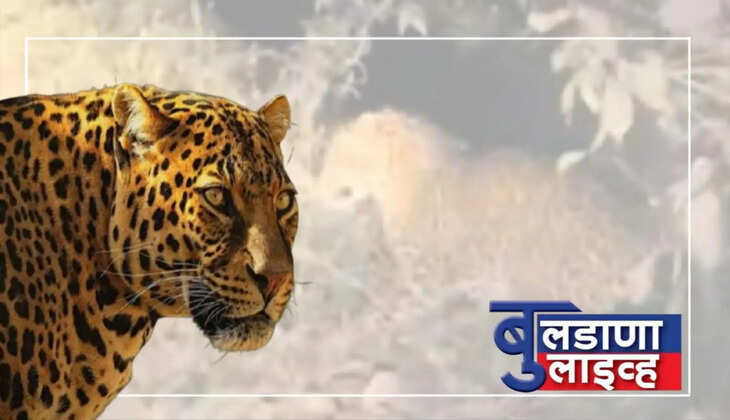 मोताळा 