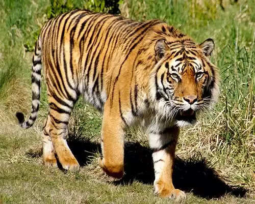 tiger