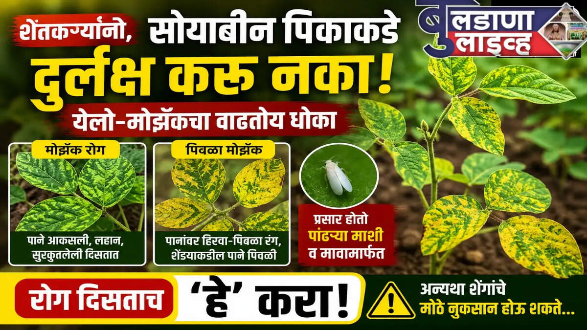 बुलडाणा 