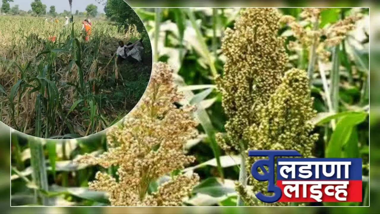 संग्रामपूर 