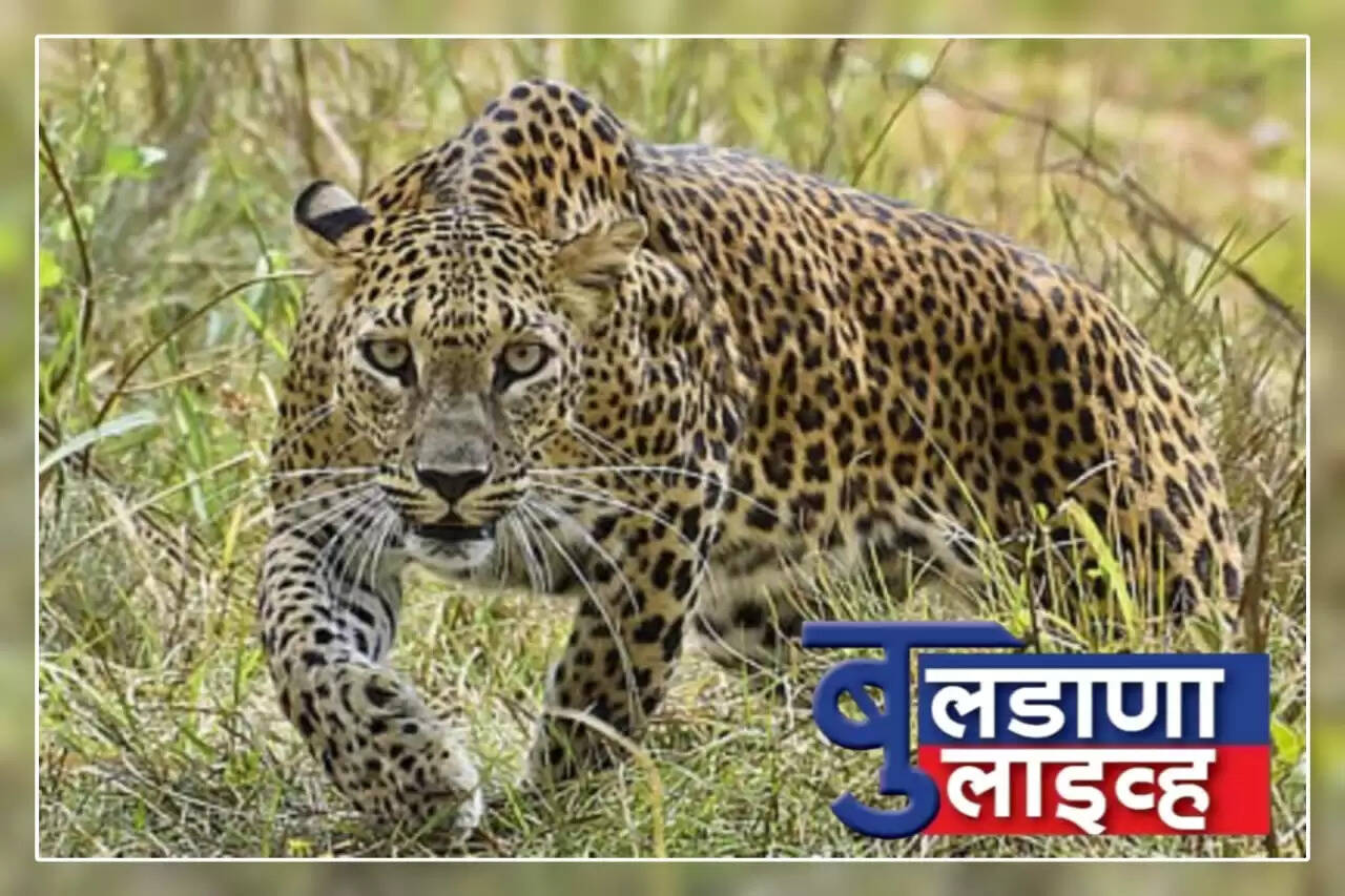 बिबट्या 