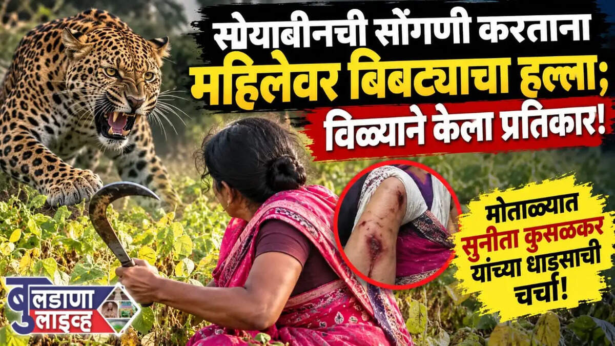 मोताळा 