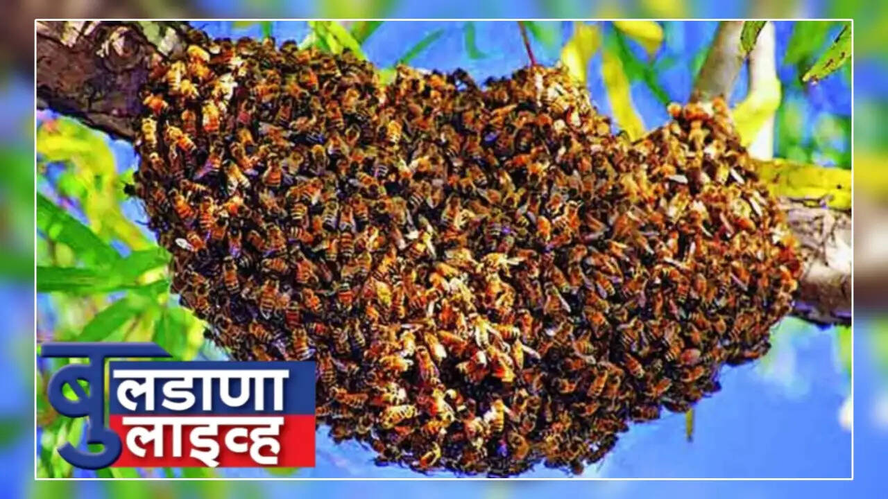 मलकापूर 