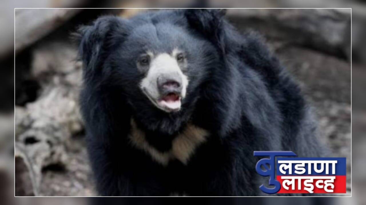 बुलढाणा