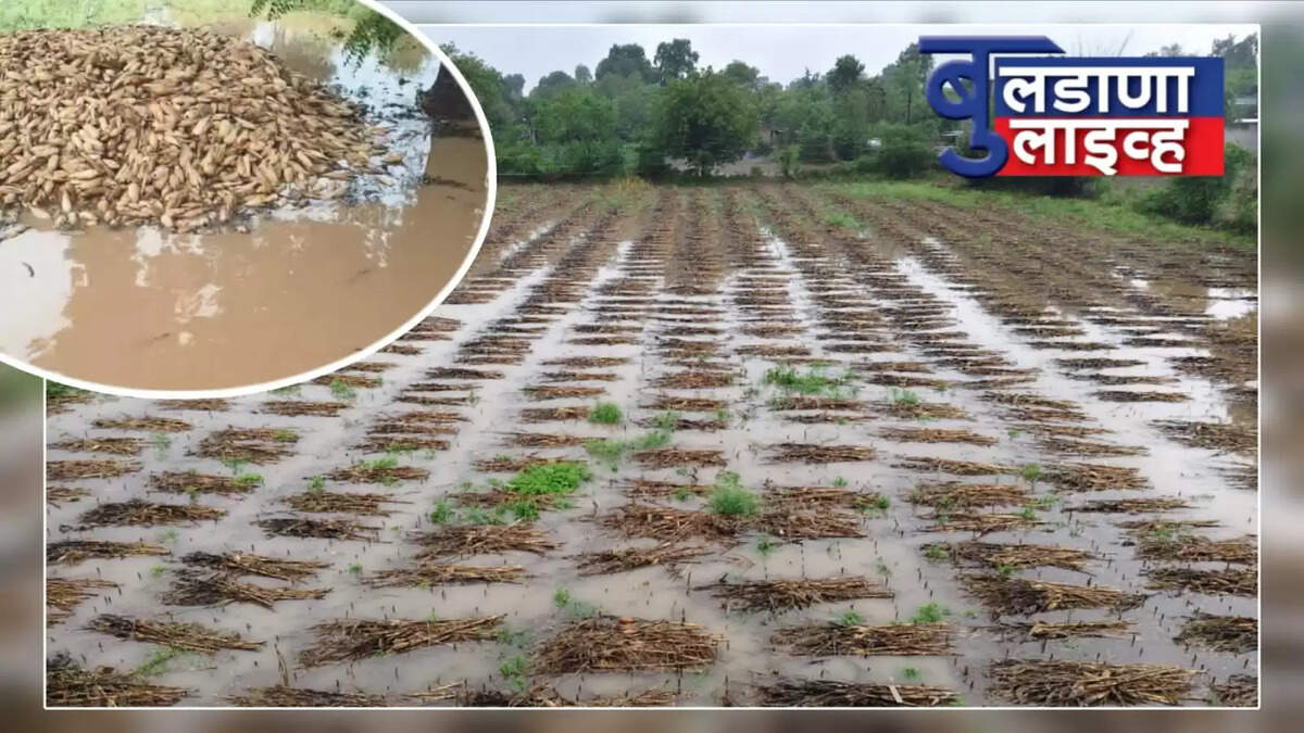 बुलडाणा