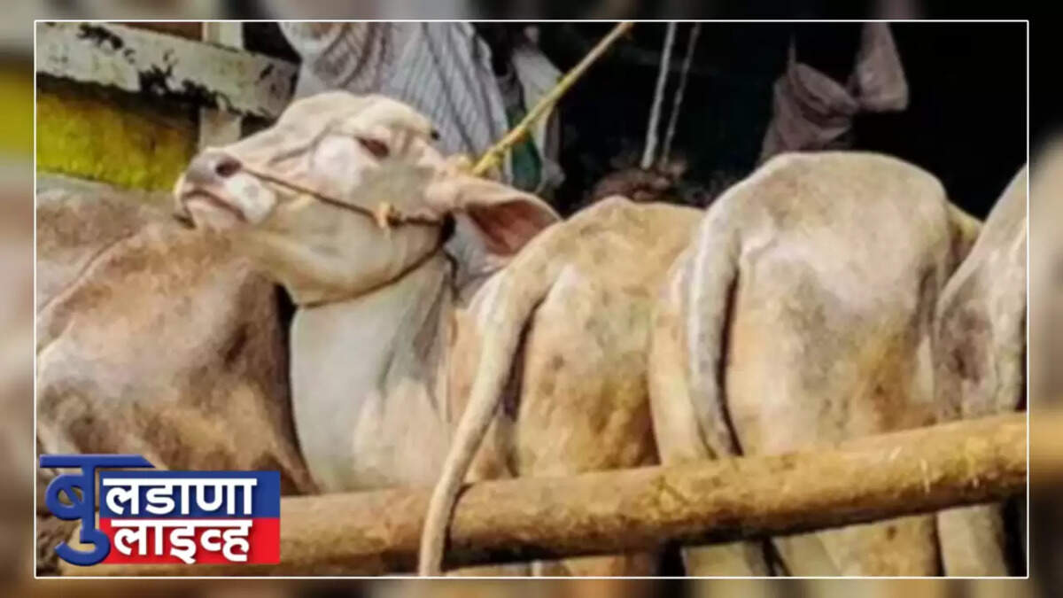 चिखली 