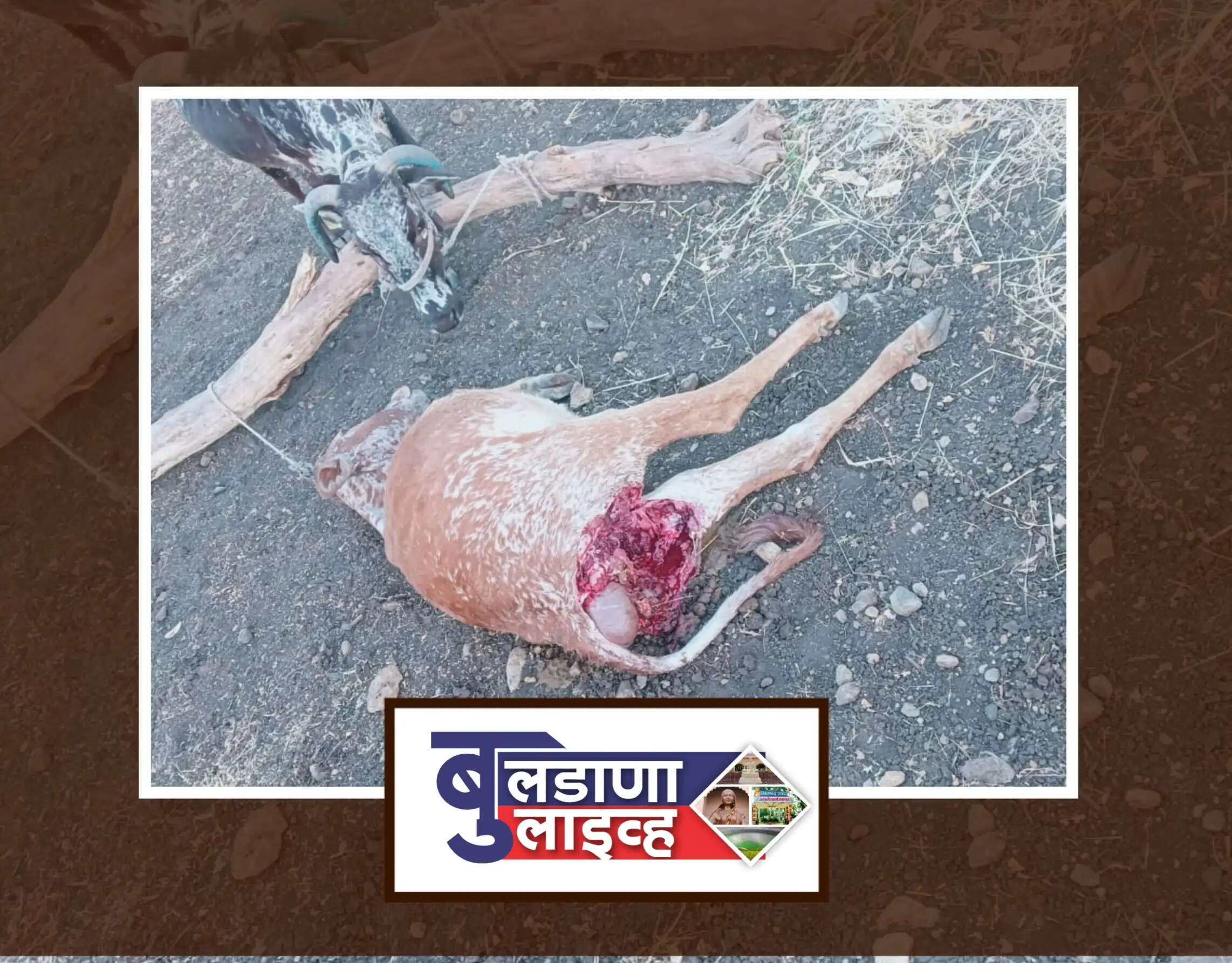 गाईची शिकार फोटो