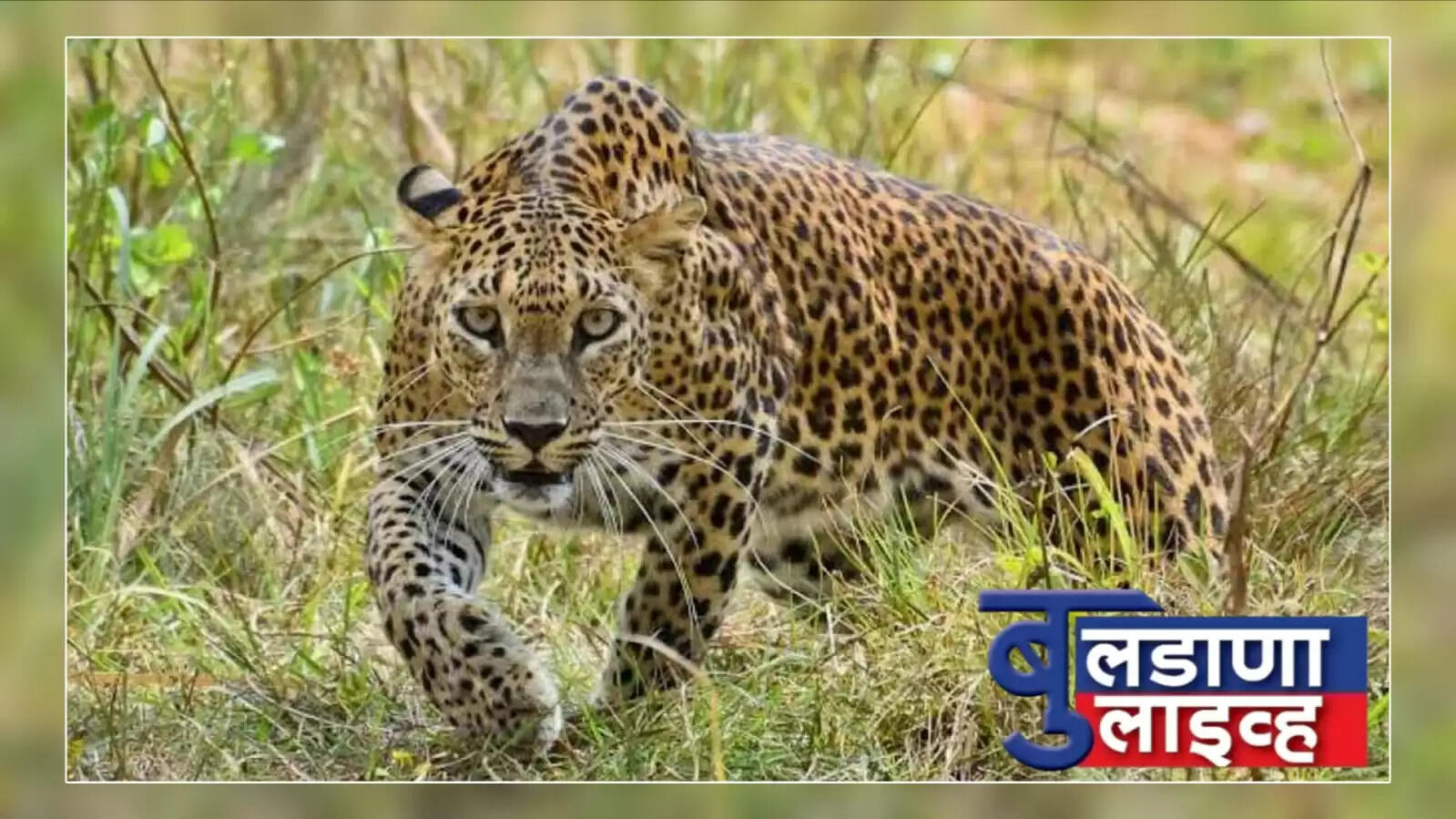 बुलडाणा 