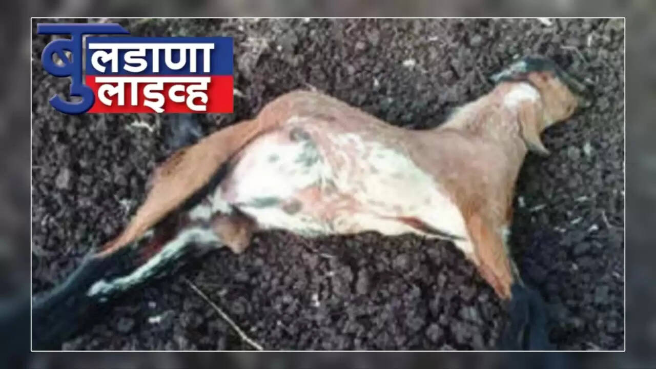 नांदुरा 
