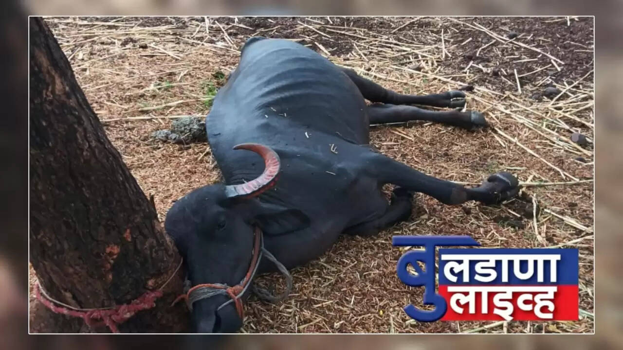 Chikhli 