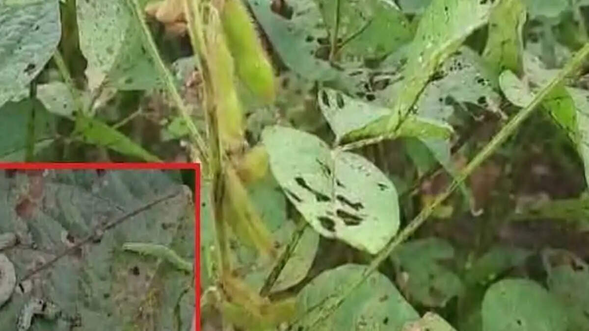 kldmdkj