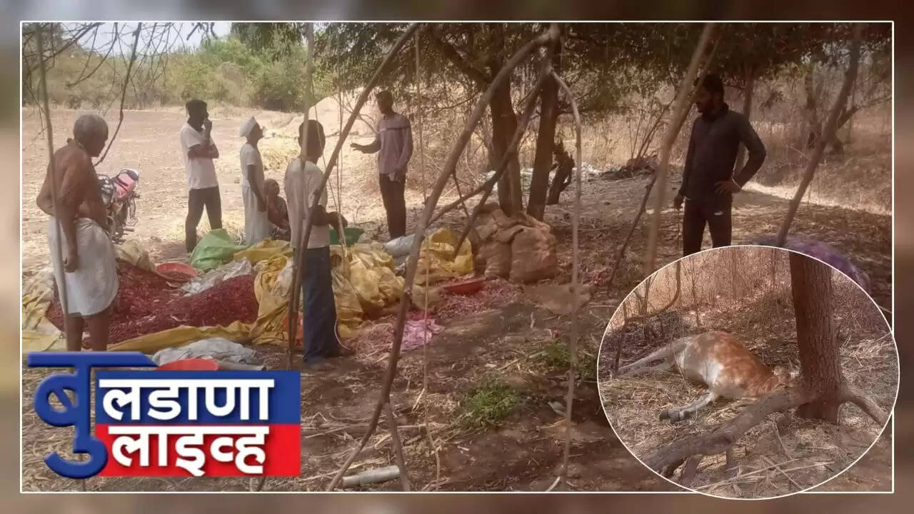 देऊळगावराजा