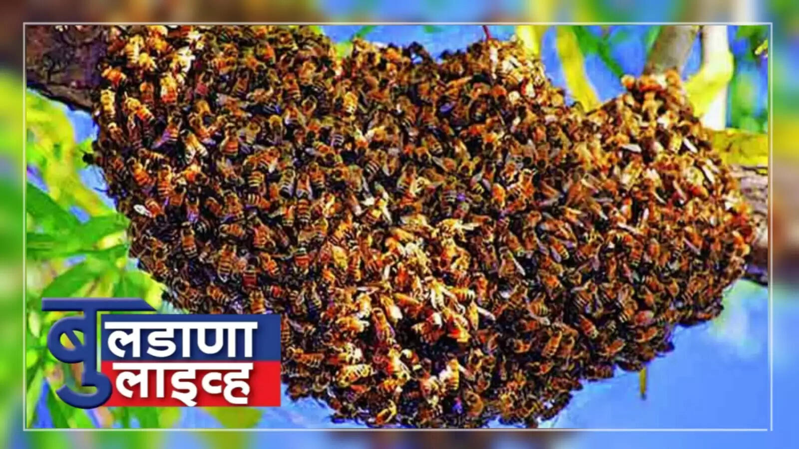 मव्हळ 