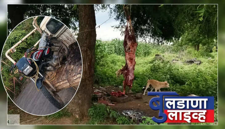 काळविट