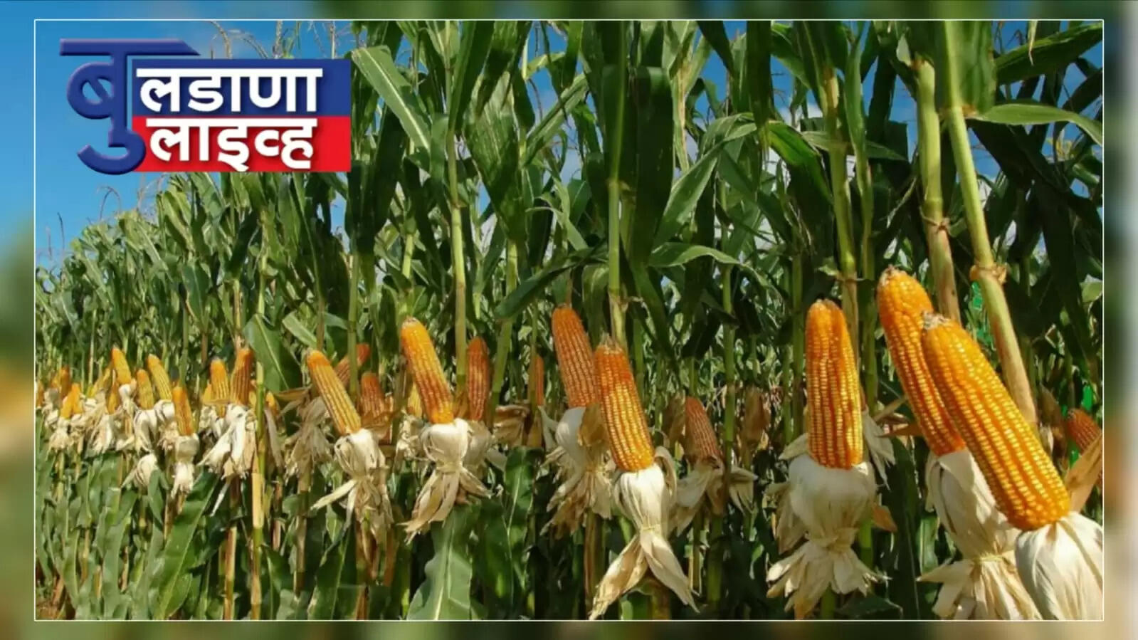 बुलडाणा 