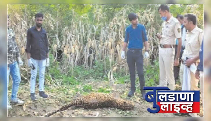 मोताळा 