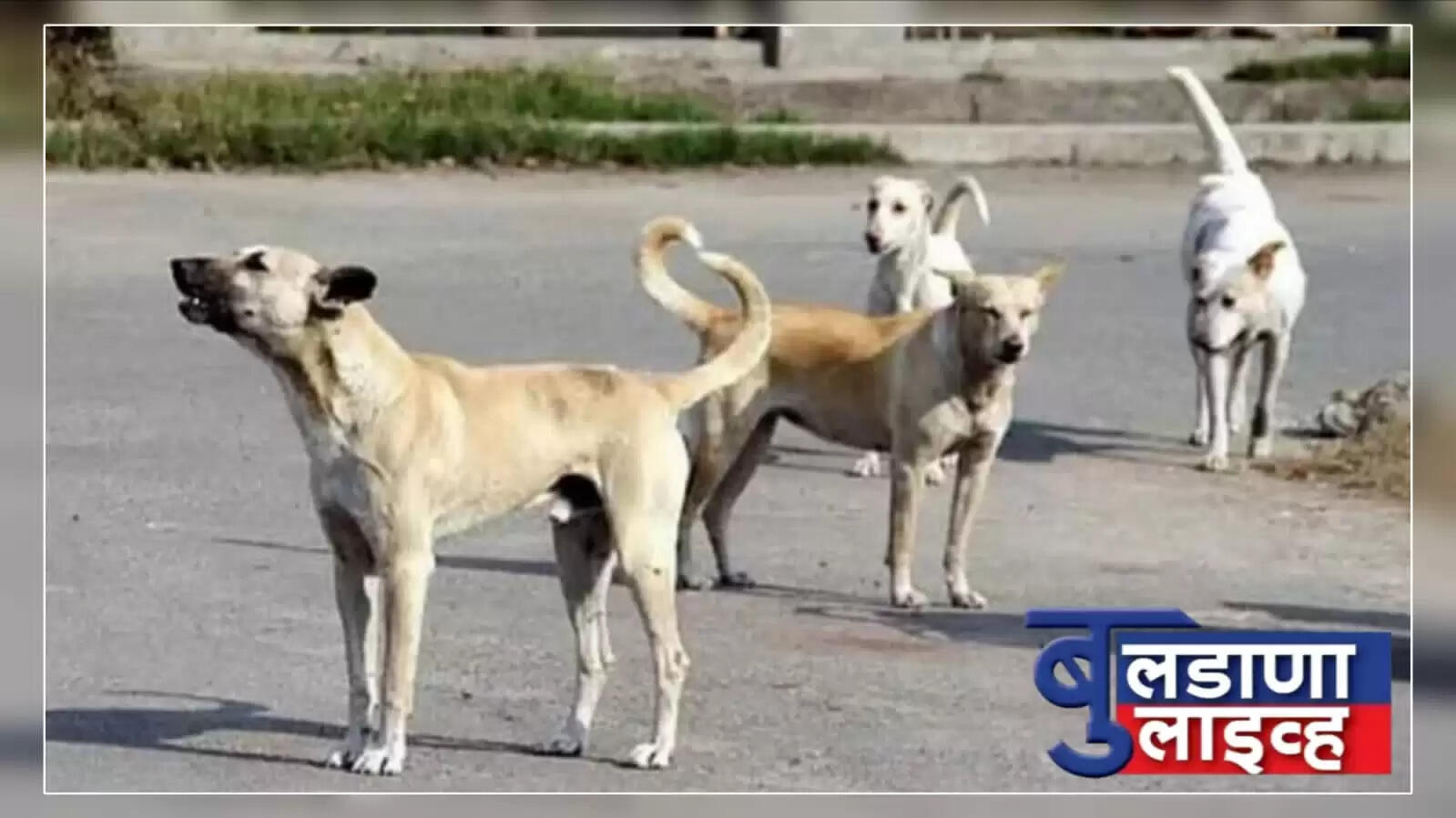 बुलडाणा 