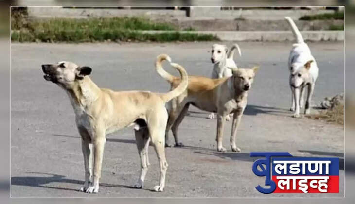 बुलडाणा 