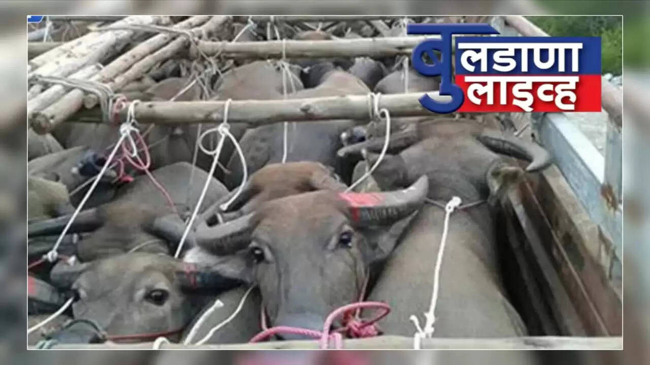 म्हैस 