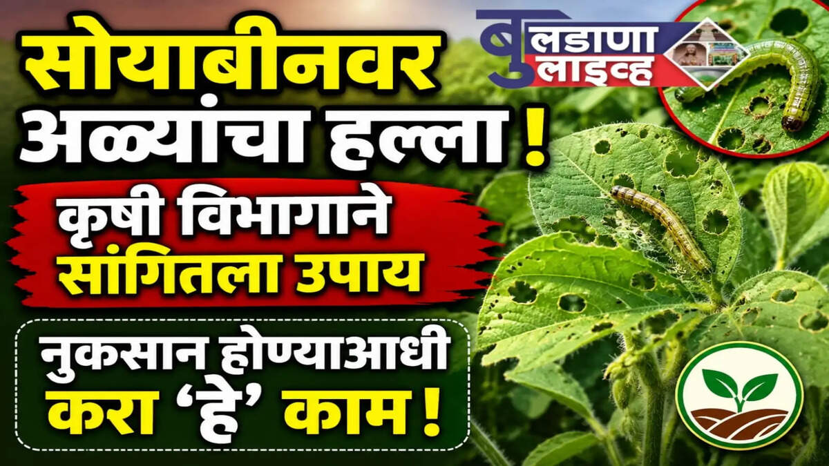 बुलडाणा 
