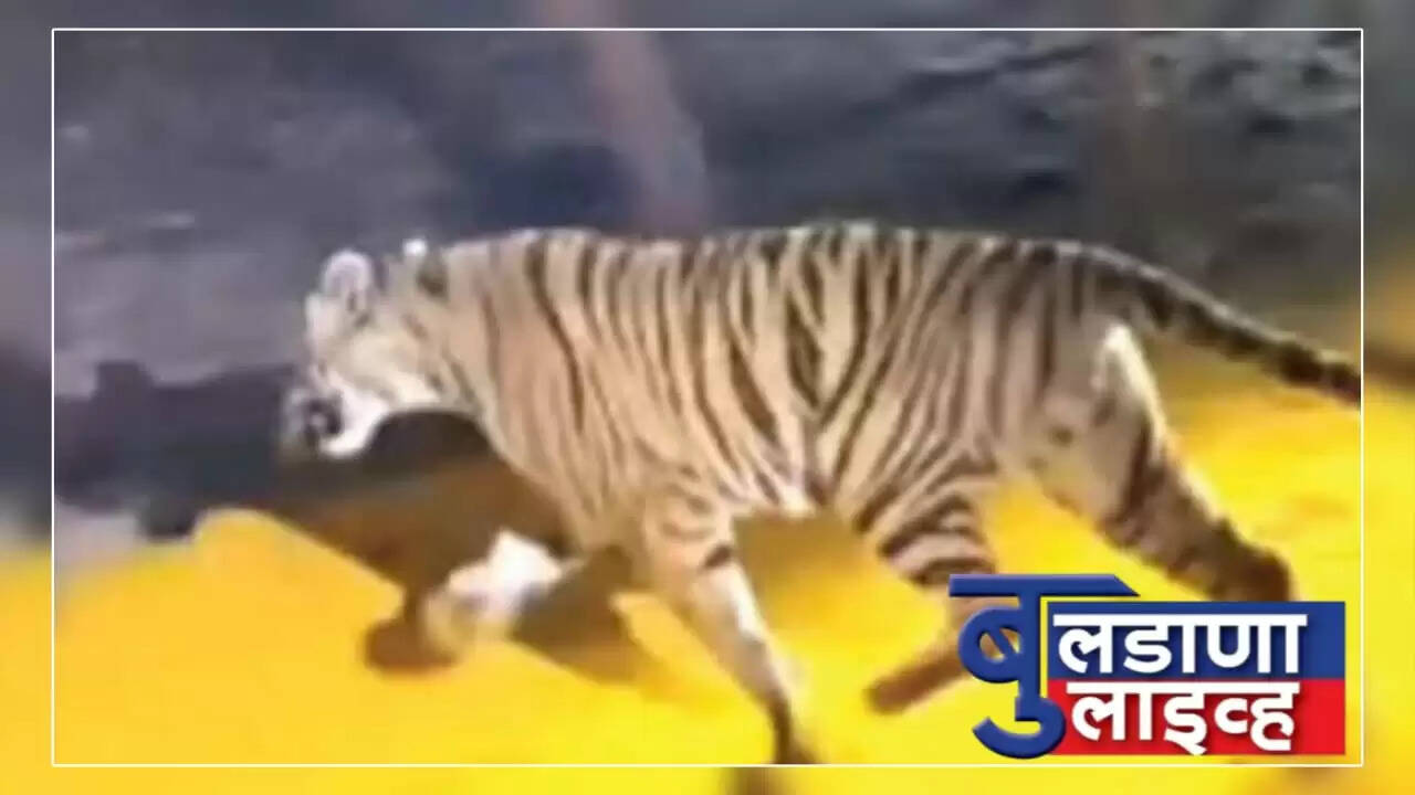 बुलडाणा 