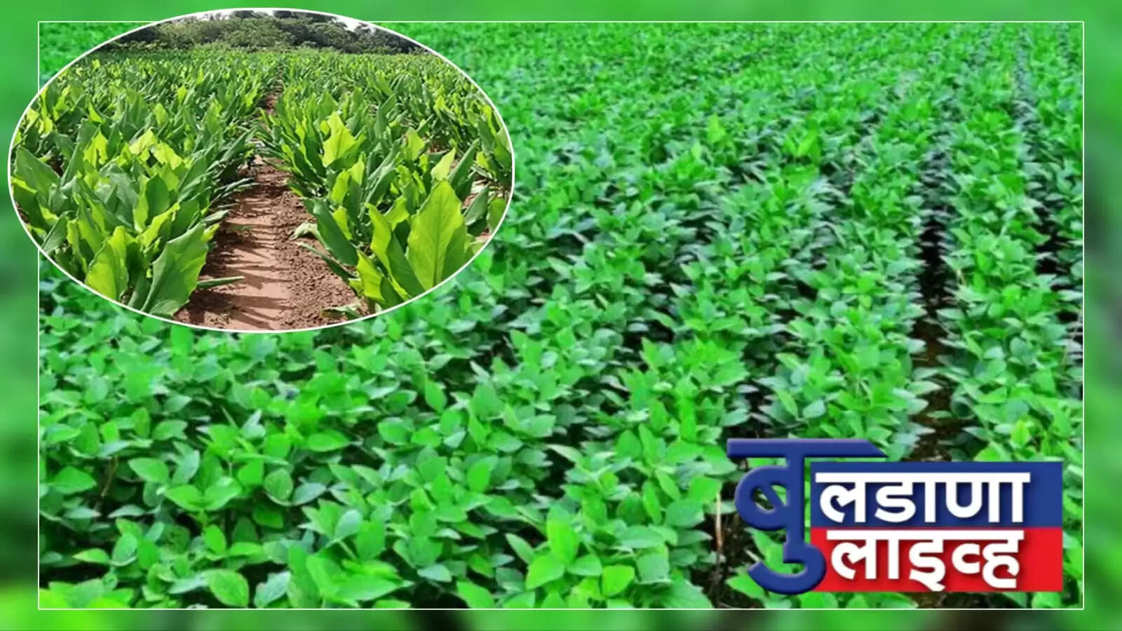 बुलढाणा